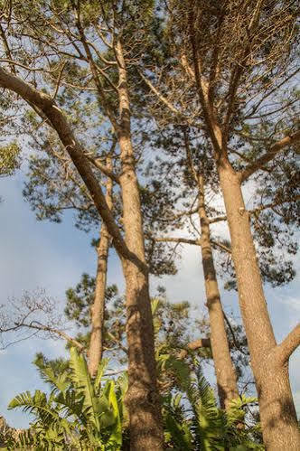 Four Pines Lodge هيرمانوس المظهر الخارجي الصورة